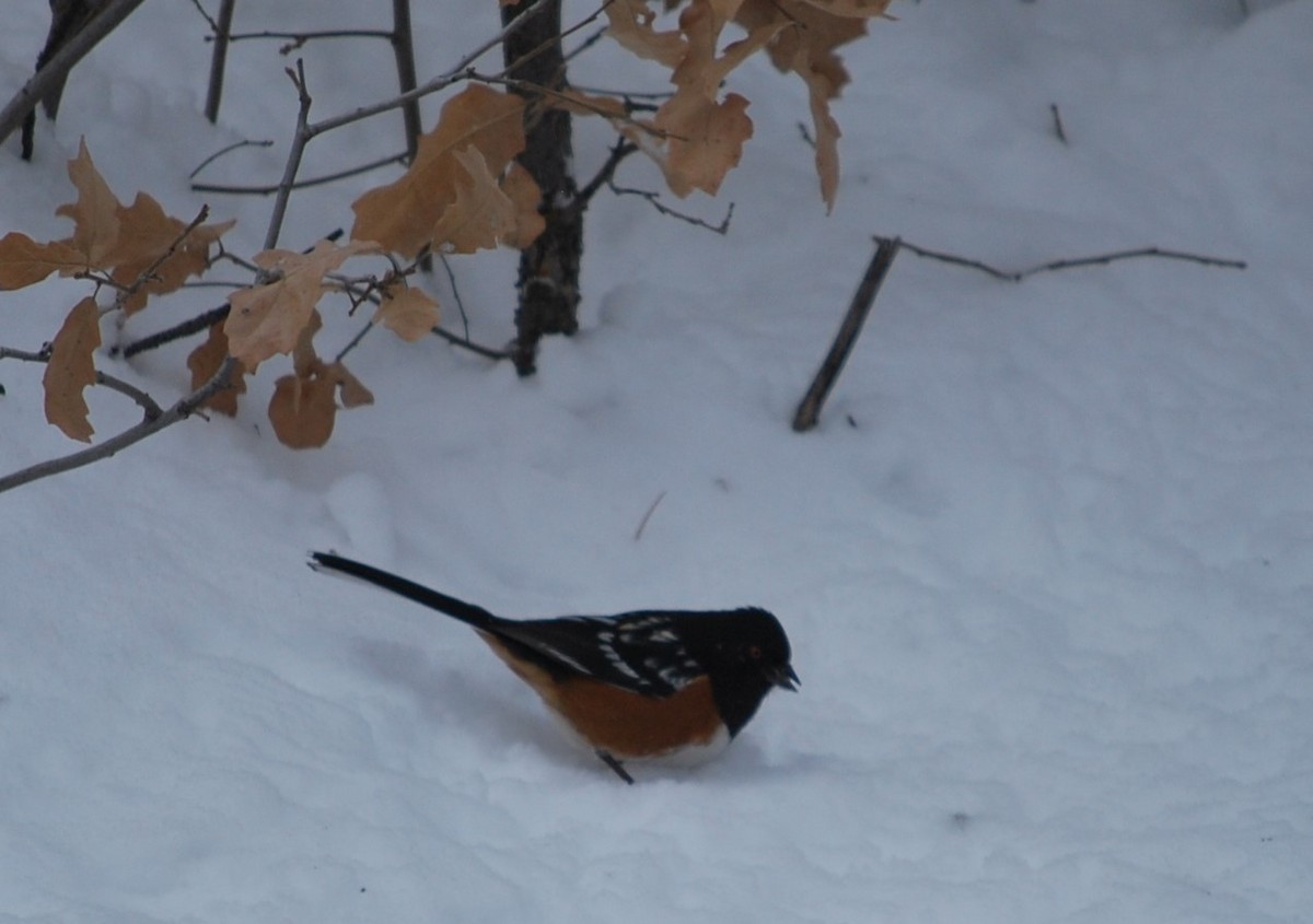 Spotted Towhee - ML642389443