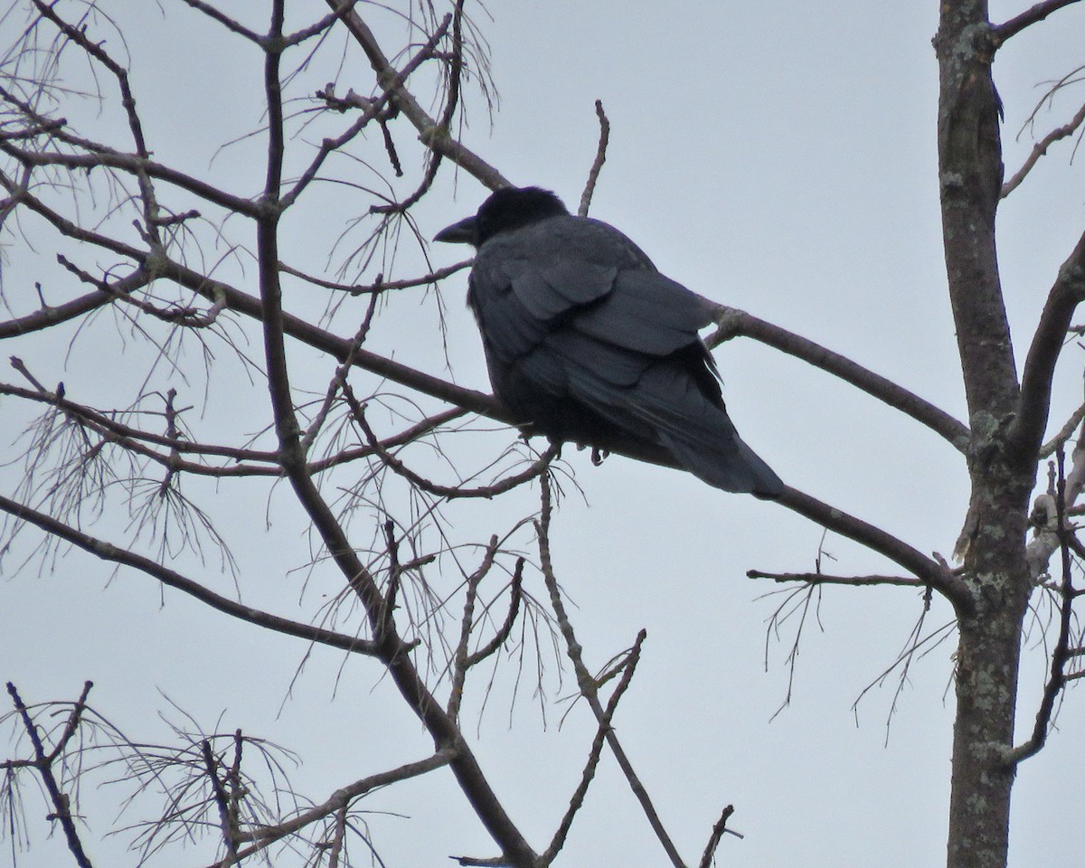 American Crow - ML642389451
