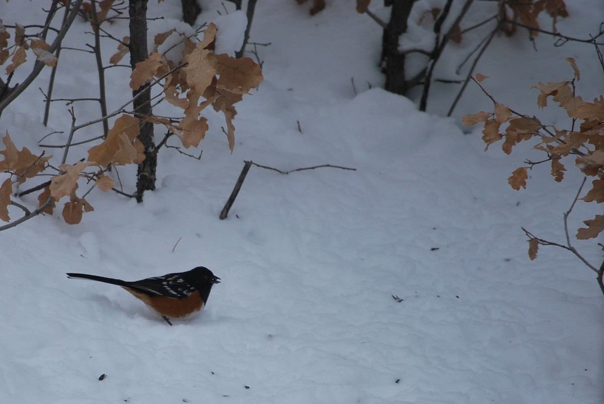 Spotted Towhee - ML642389455