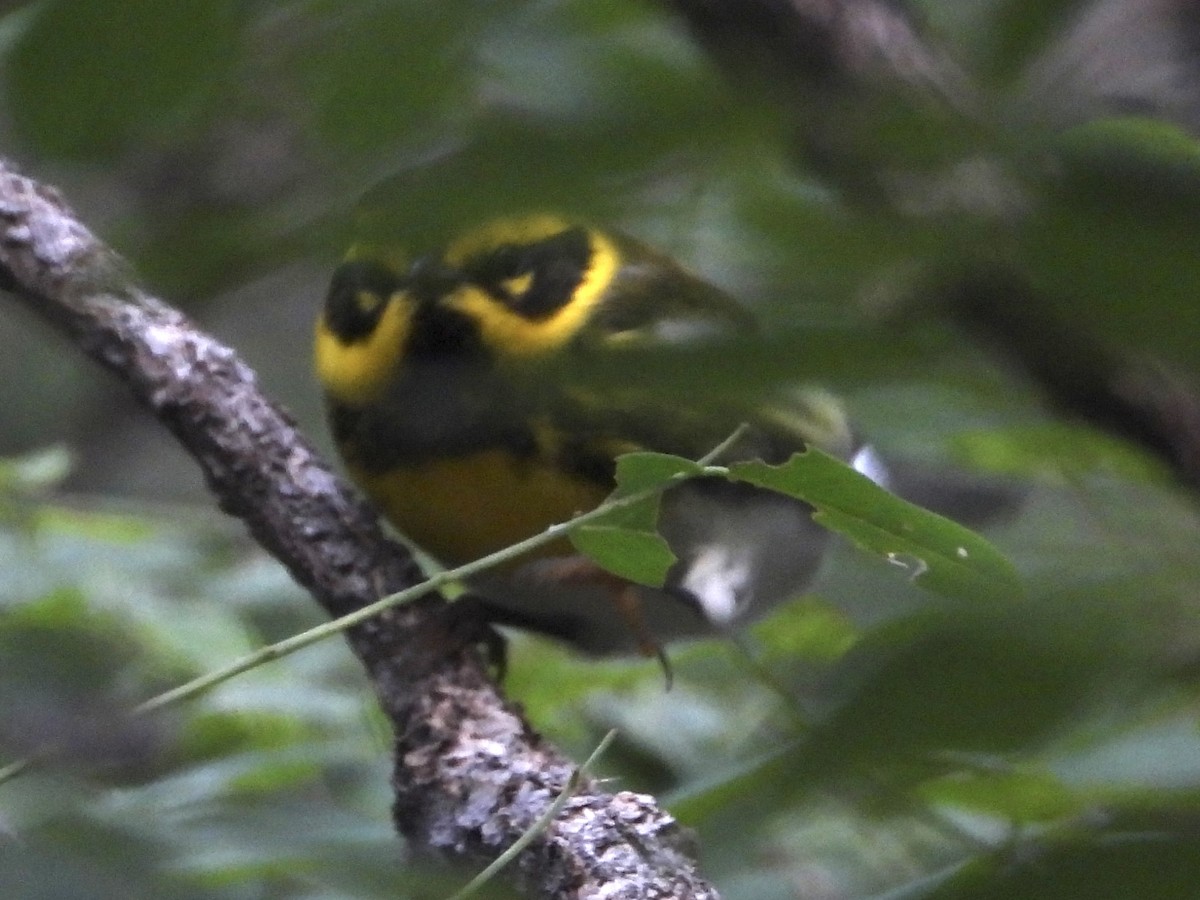 Townsend's Warbler - ML642389465