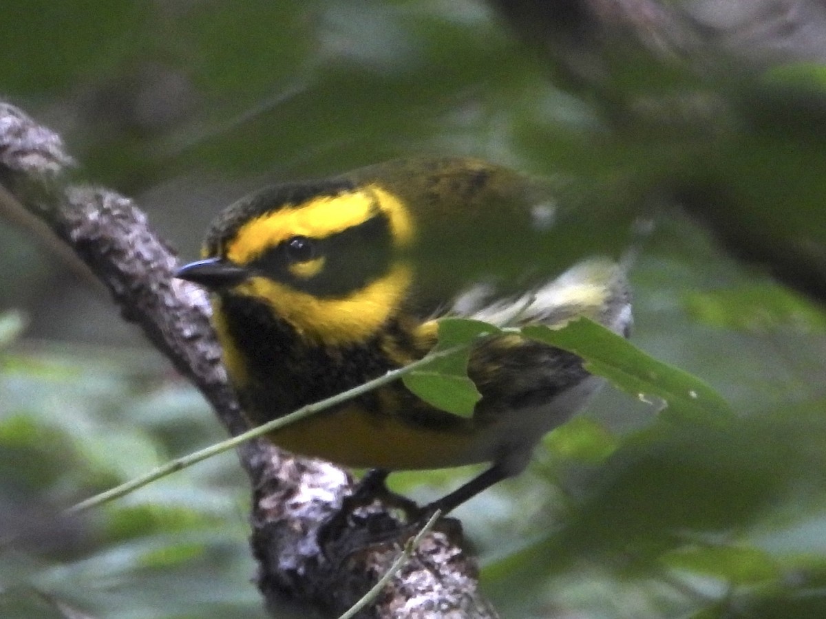 Townsend's Warbler - ML642389466