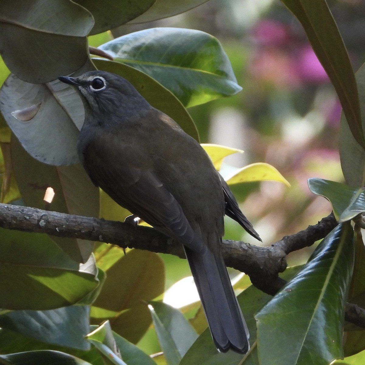 Brown-backed Solitaire - ML642389474