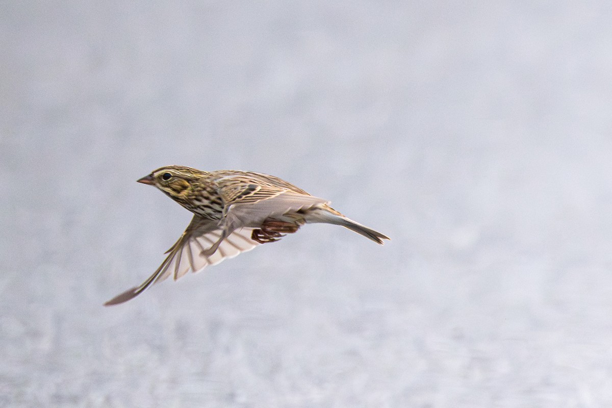 Savannah Sparrow (Savannah) - ML642389505