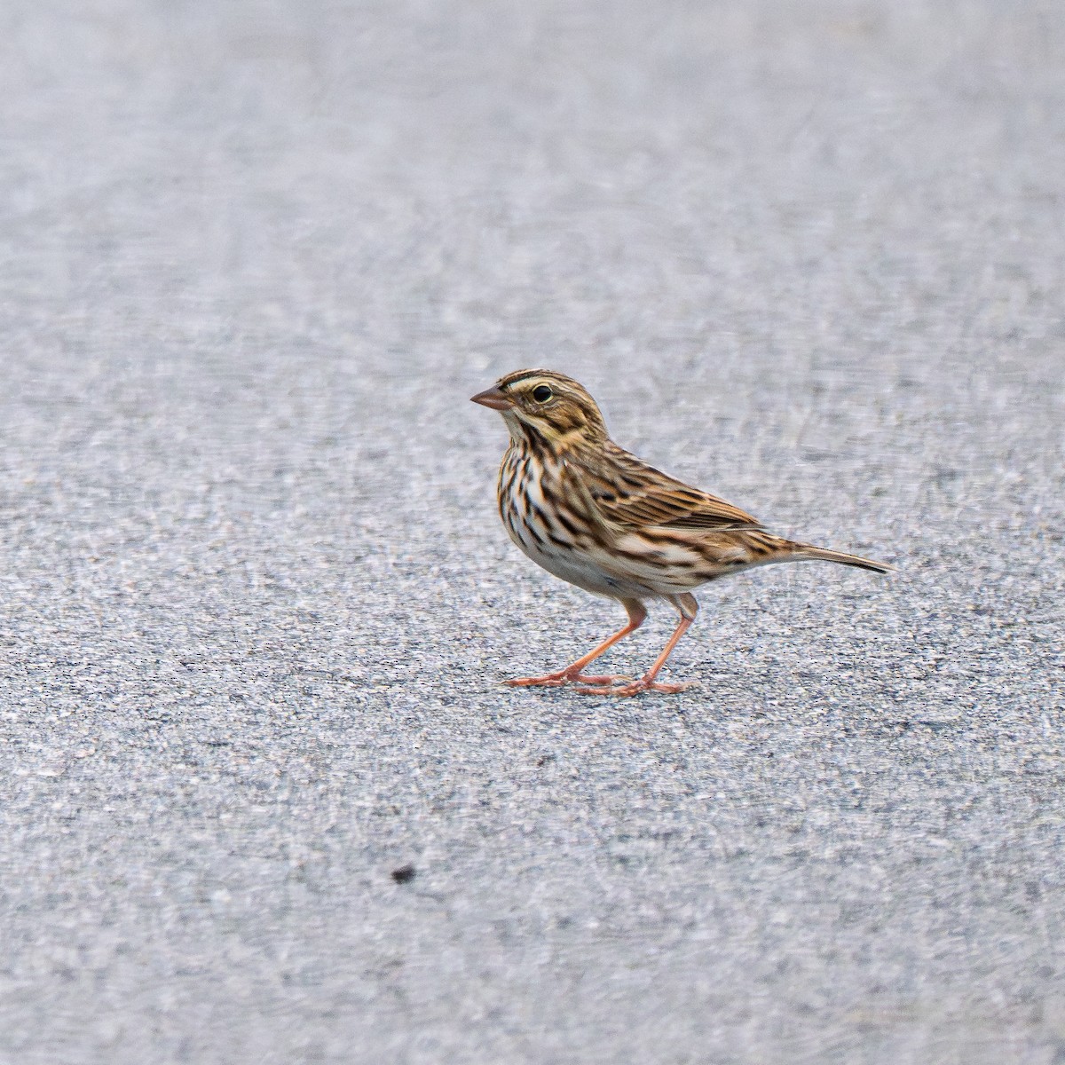 Savannah Sparrow (Savannah) - ML642389506