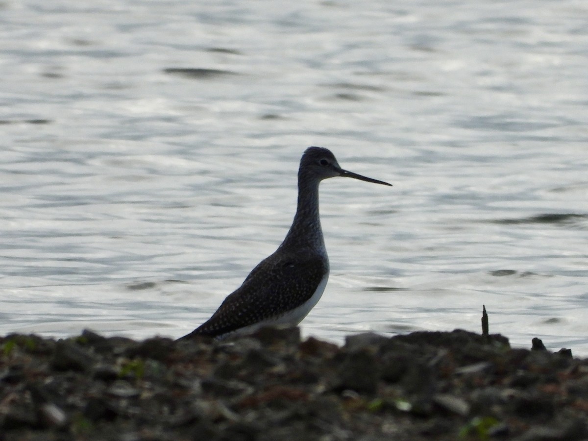 Greater Yellowlegs - ML642389513