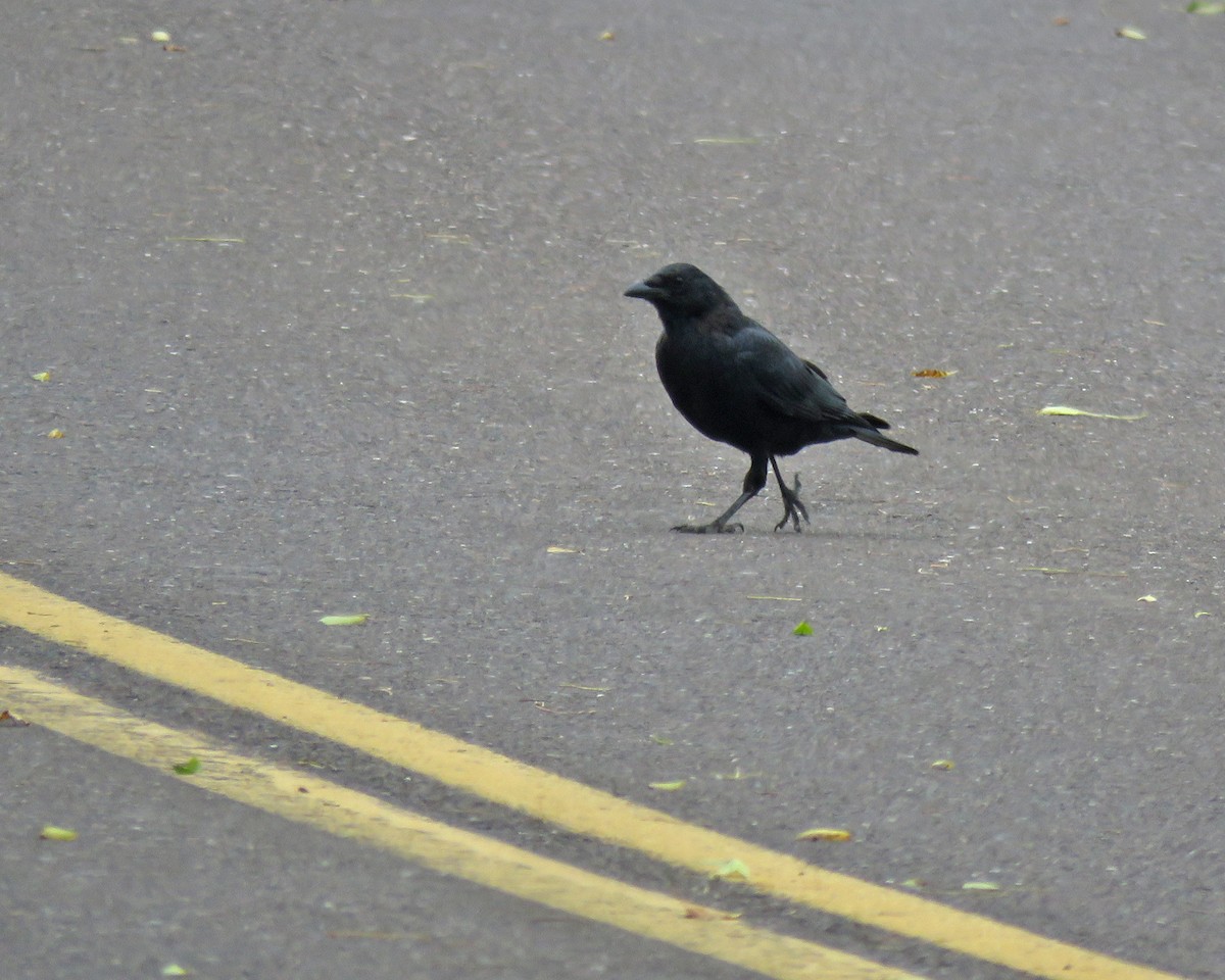 American Crow - ML642389518