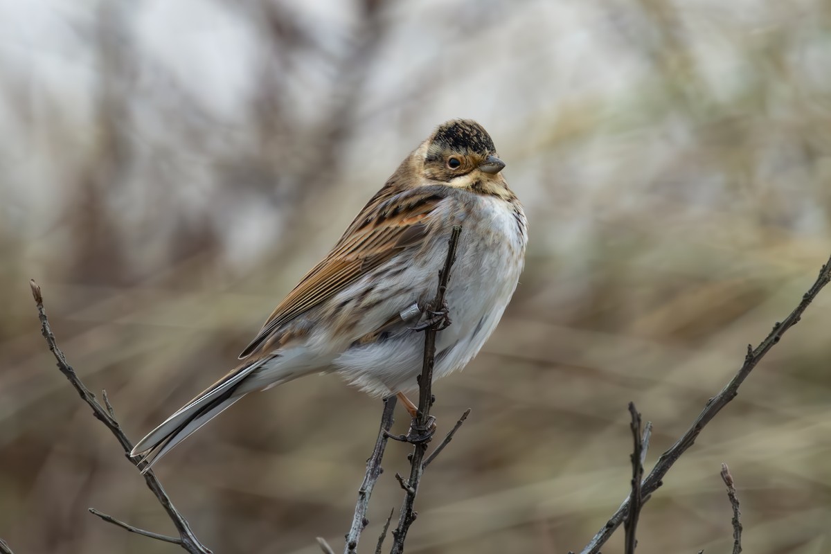 Reed Bunting - ML642389519
