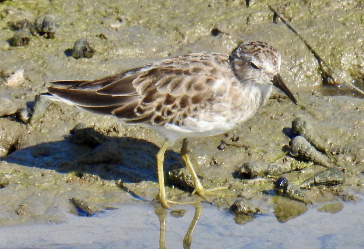 Least Sandpiper - ML642389520