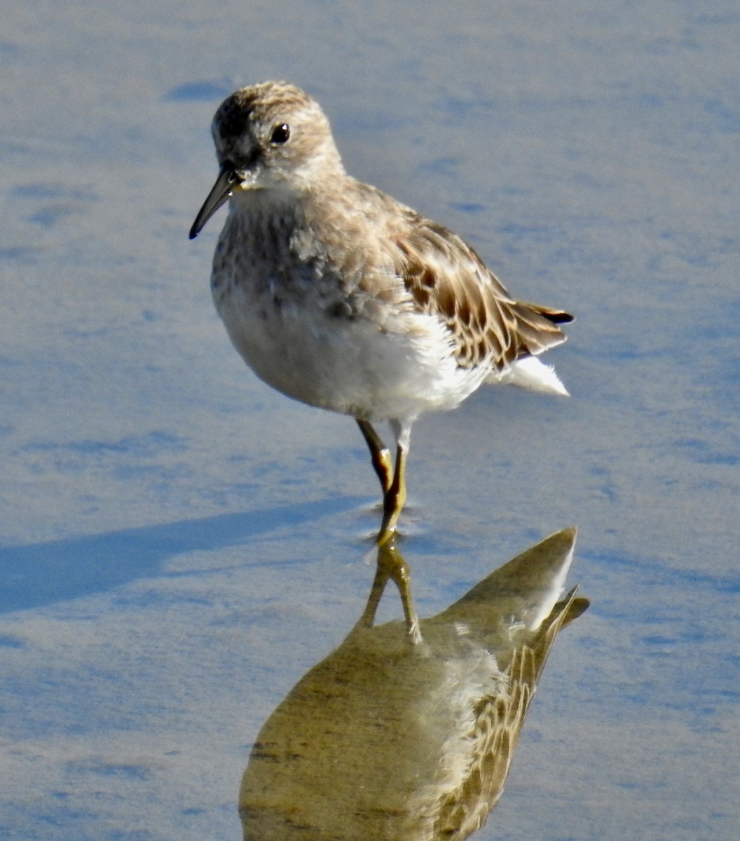 Least Sandpiper - ML642389521