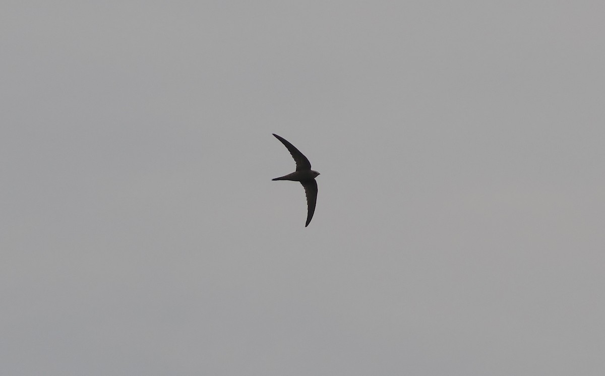 swift sp. - ML642389543