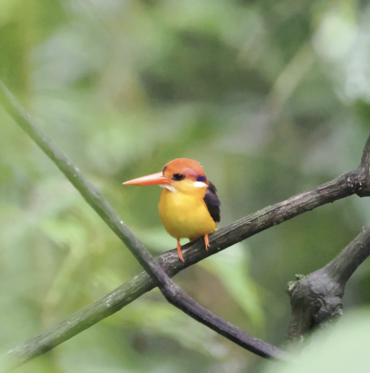Black-backed Dwarf-Kingfisher - ML642389545