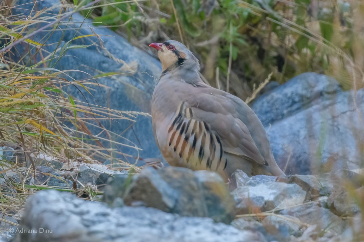 Chukar - ML642389564