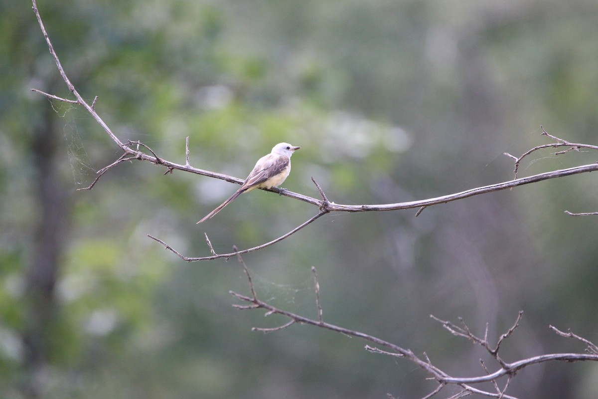 Scissor-tailed Flycatcher - ML642389570