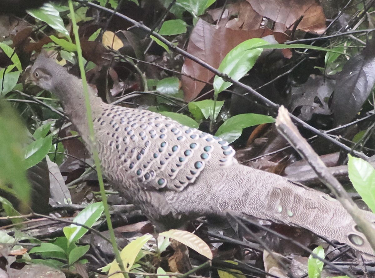 Gray Peacock-Pheasant - ML642389594