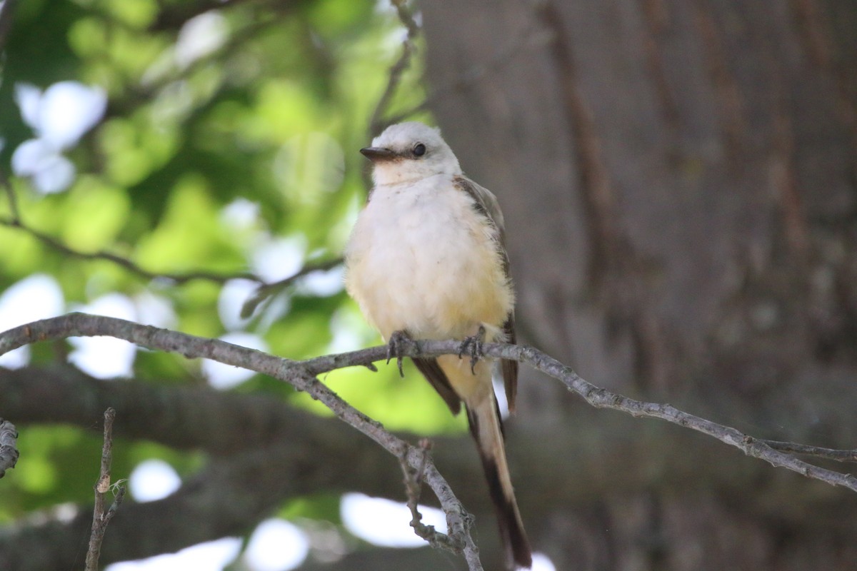 Scissor-tailed Flycatcher - ML642389600