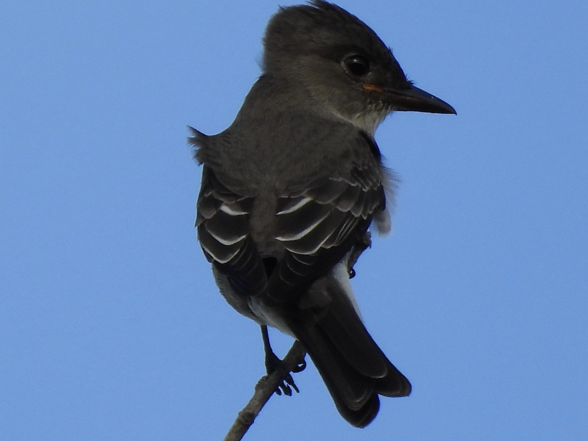 Olive-sided Flycatcher - ML642389623