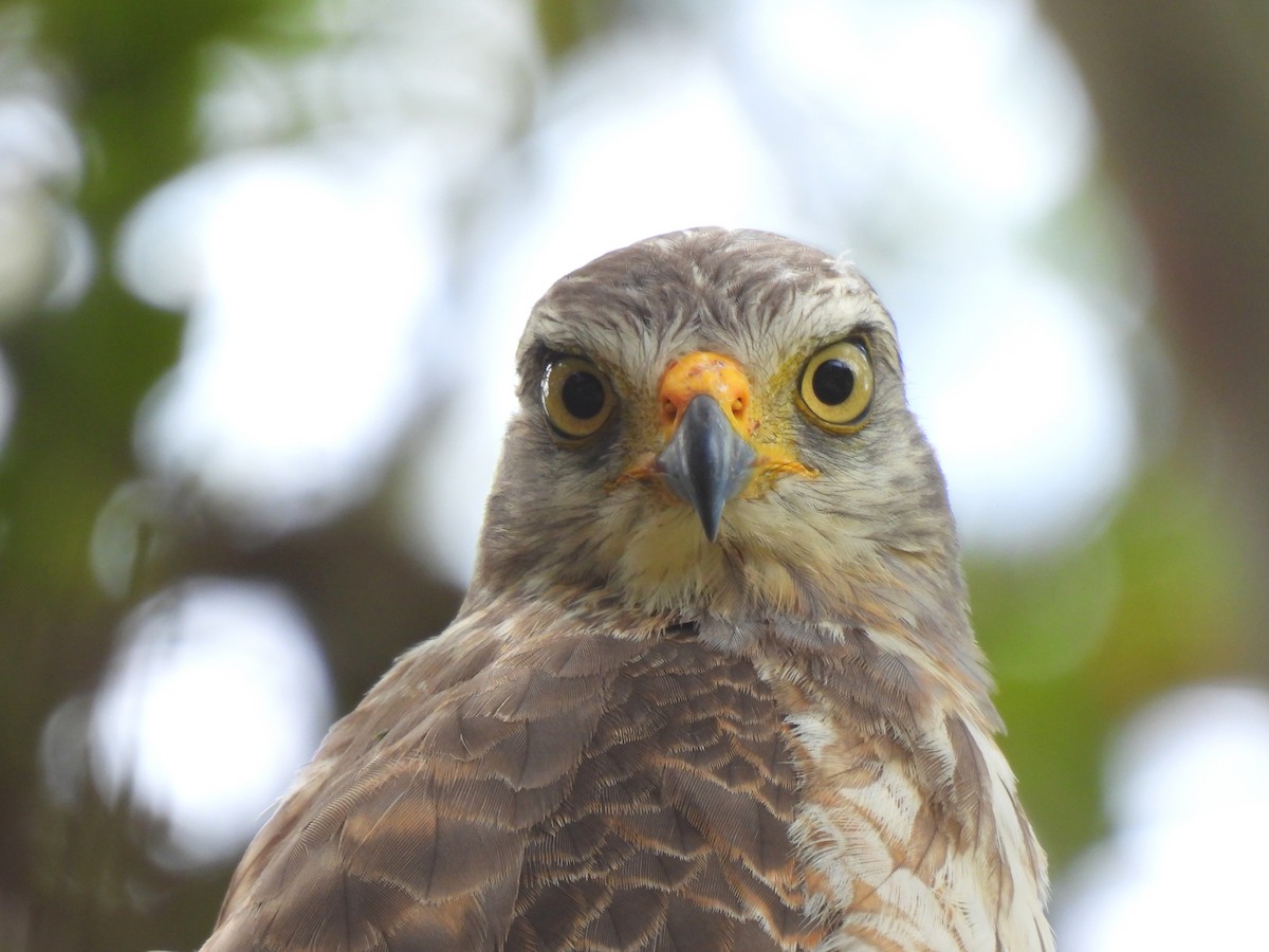 Roadside Hawk - ML642389640