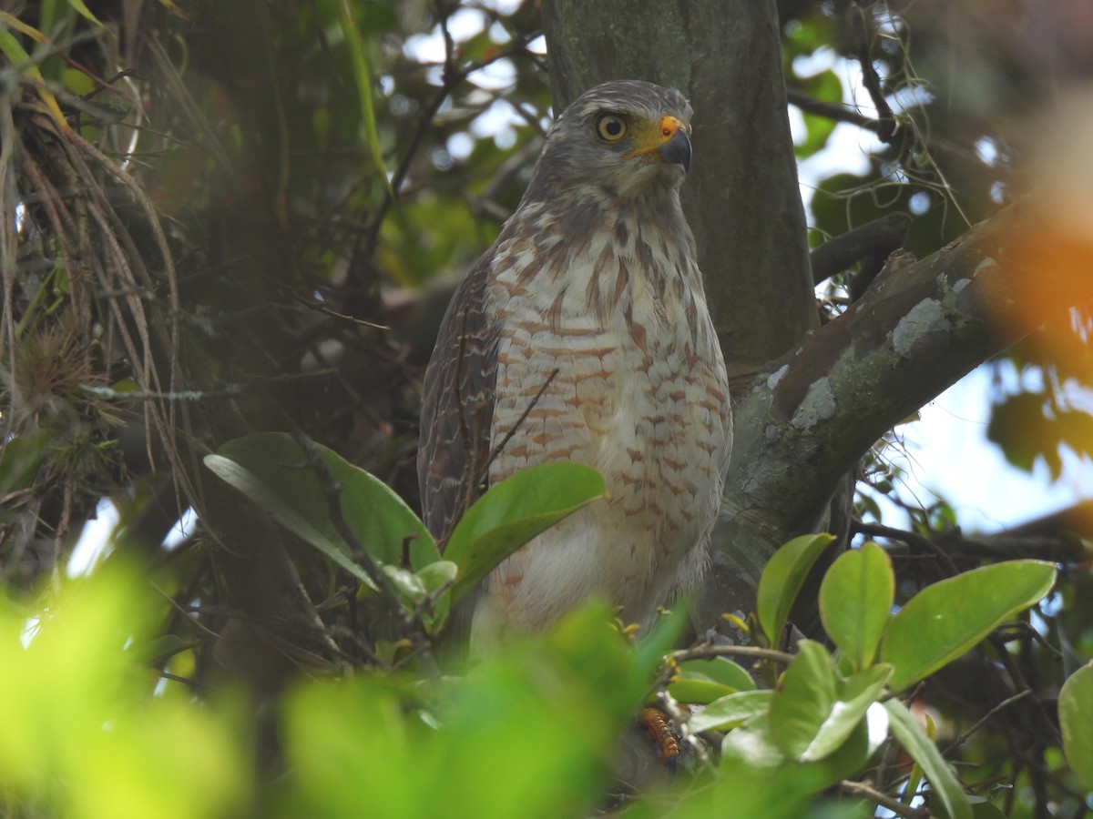Roadside Hawk - ML642389641