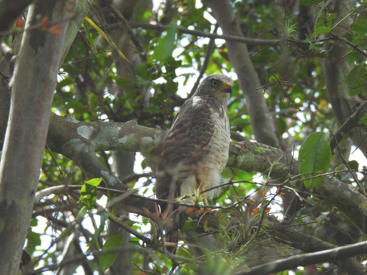 Roadside Hawk - ML642389642