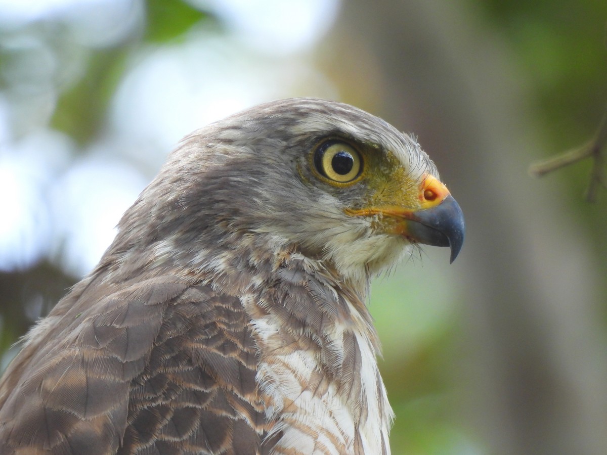 Roadside Hawk - ML642389643
