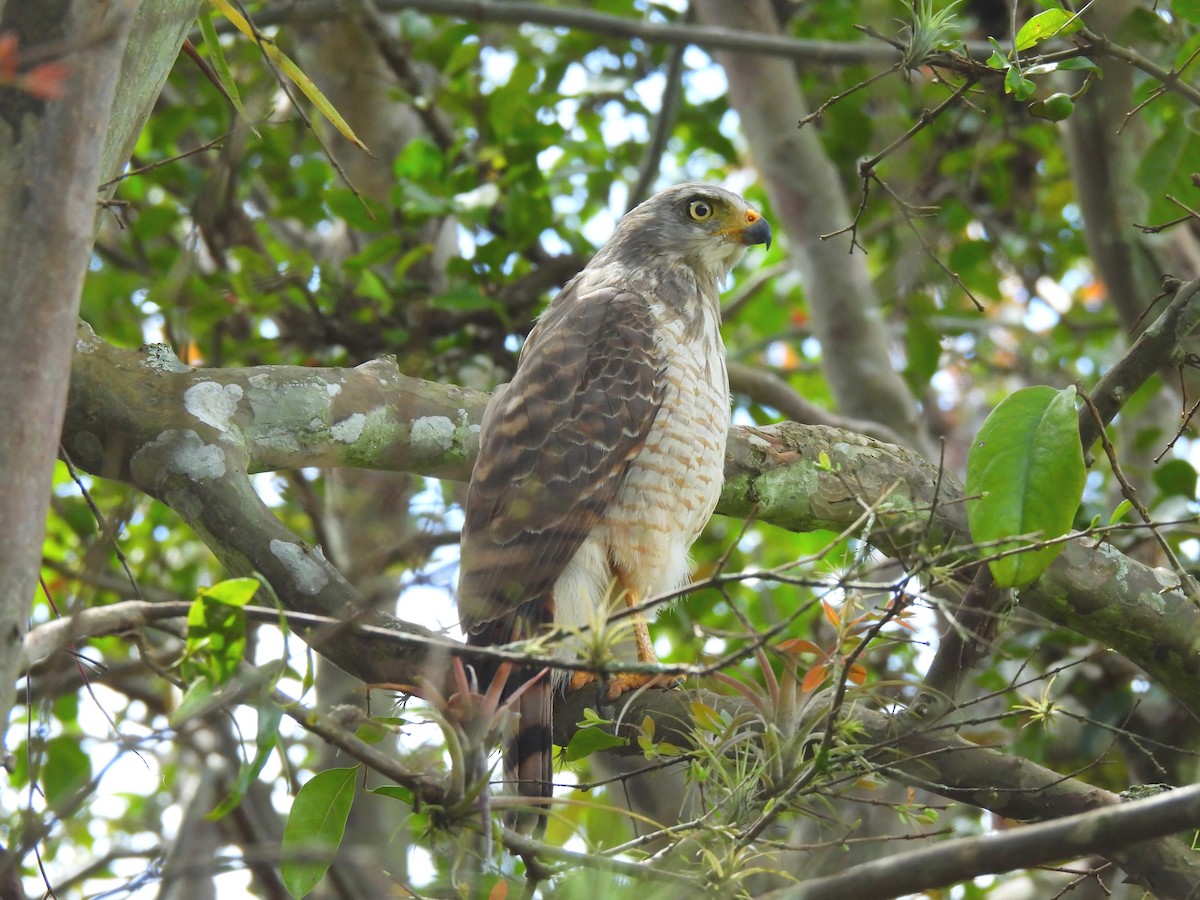 Roadside Hawk - ML642389644