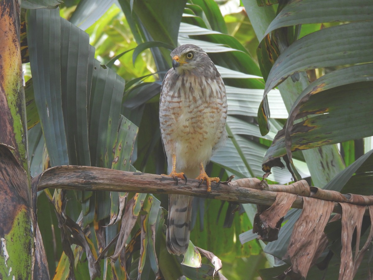 Roadside Hawk - ML642389645