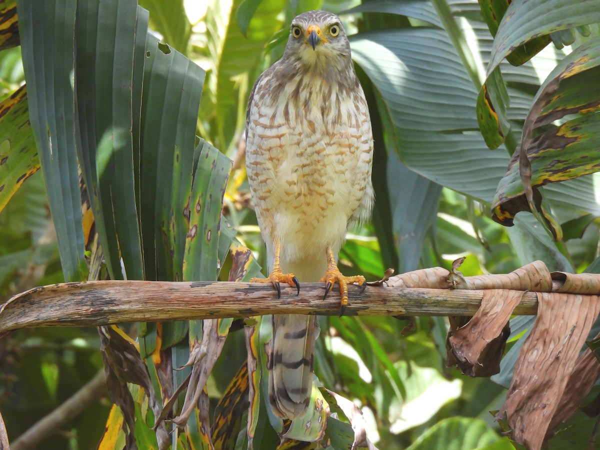 Roadside Hawk - ML642389646