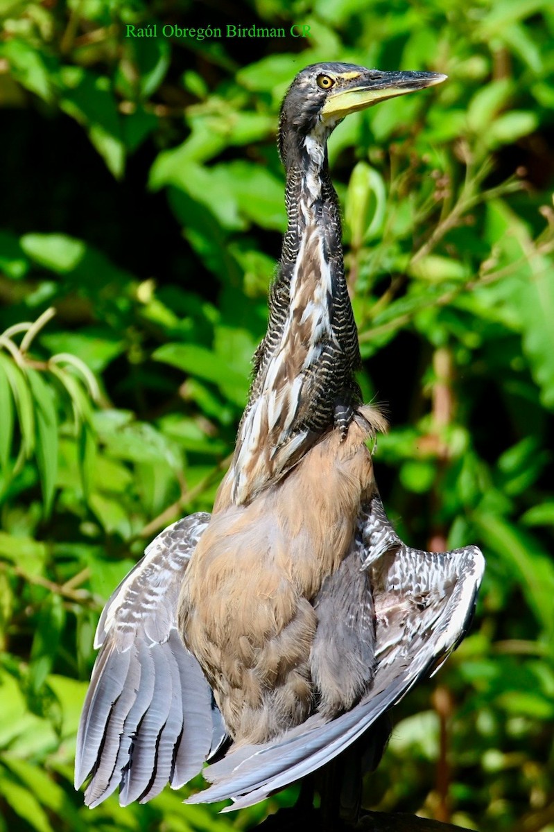 Fasciated Tiger-Heron - ML642389648