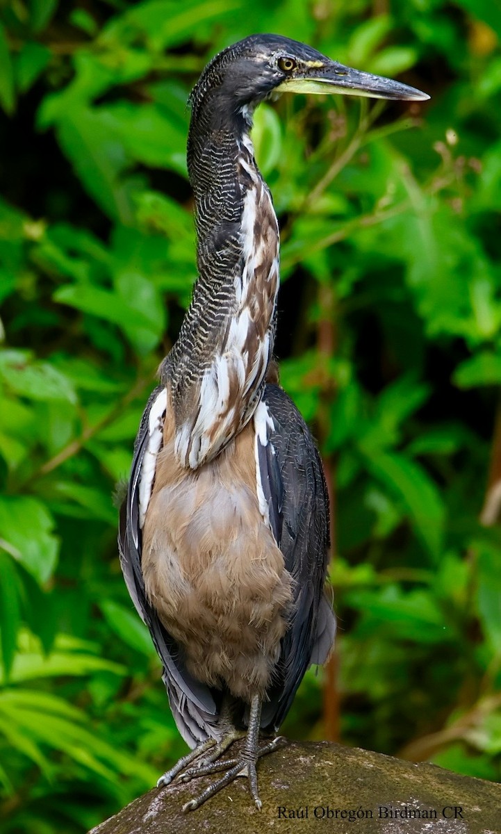 Fasciated Tiger-Heron - ML642389649