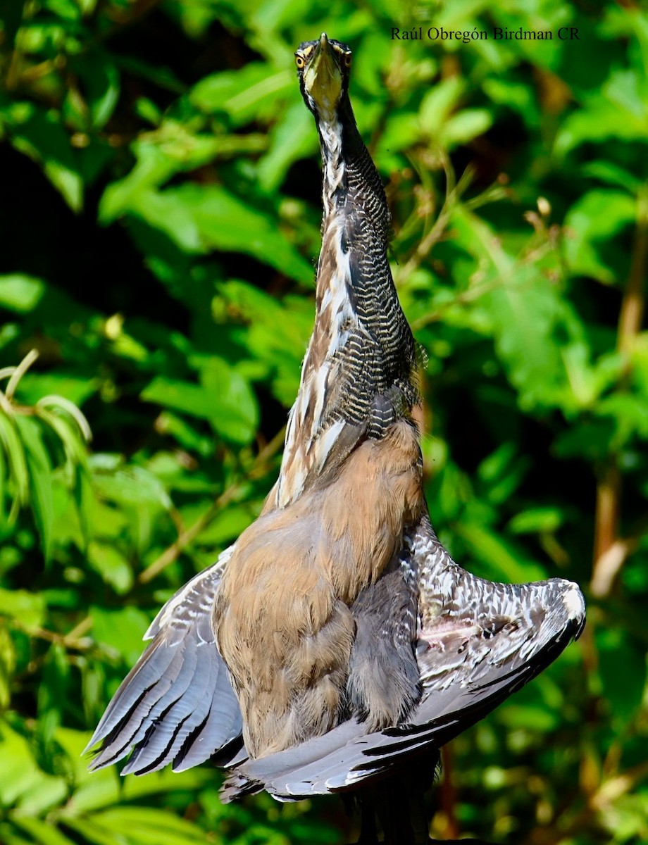 Fasciated Tiger-Heron - ML642389650