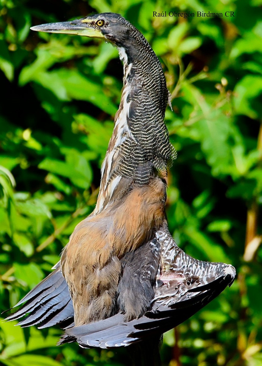Fasciated Tiger-Heron - ML642389651