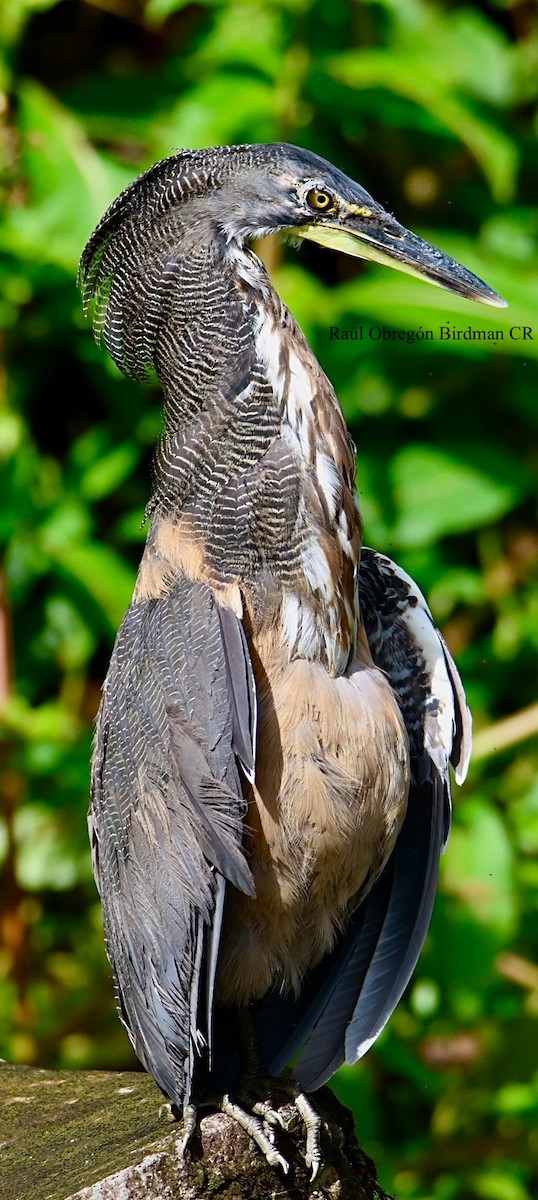 Fasciated Tiger-Heron - ML642389652