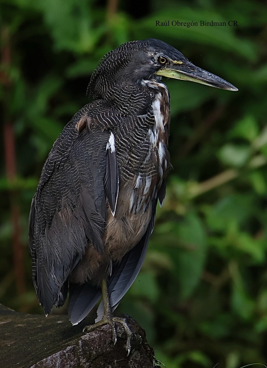 Fasciated Tiger-Heron - ML642389654