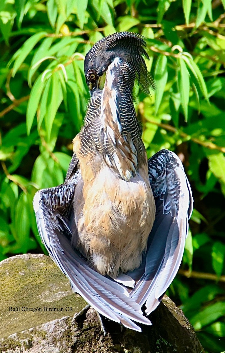 Fasciated Tiger-Heron - ML642389656