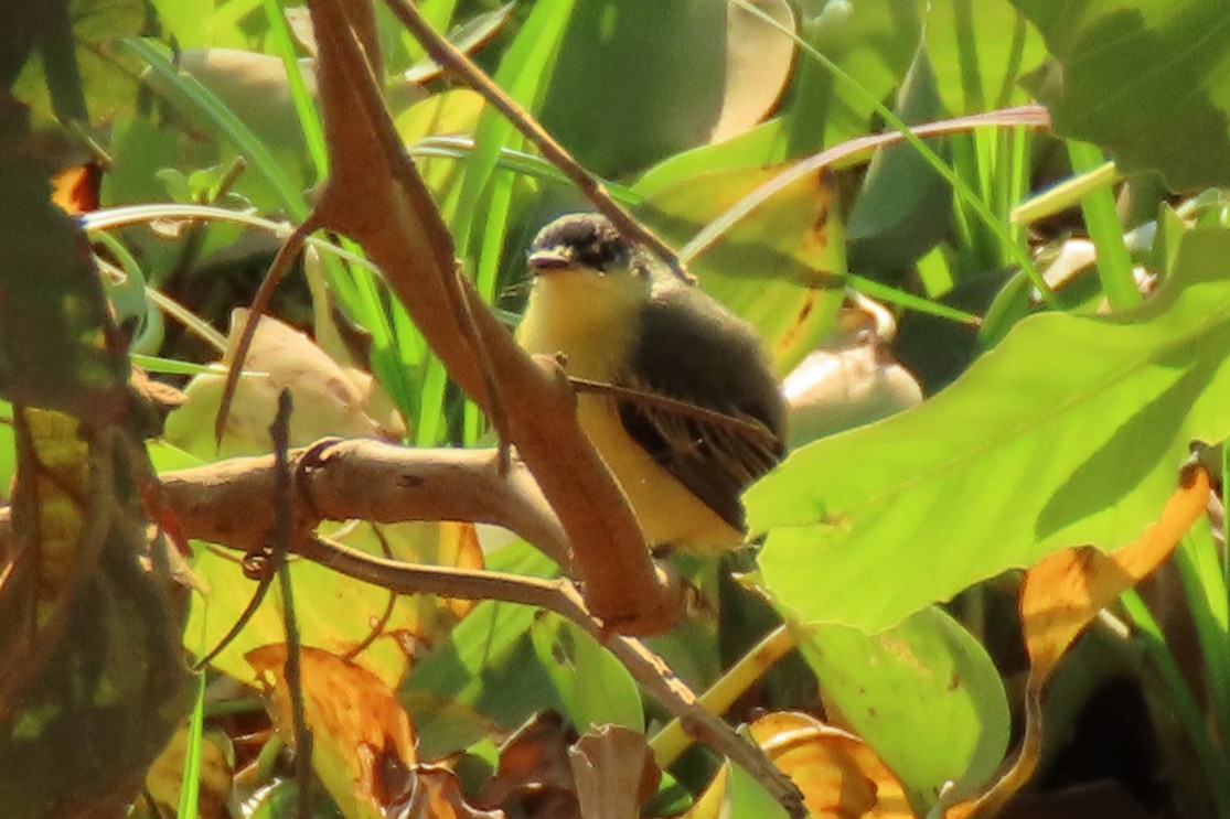 Common Tody-Flycatcher - ML642389667