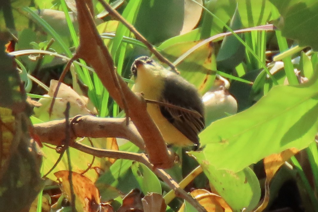 Common Tody-Flycatcher - ML642389668