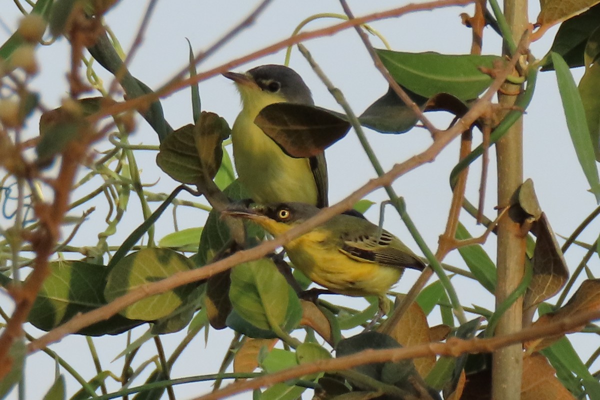 Common Tody-Flycatcher - ML642389669