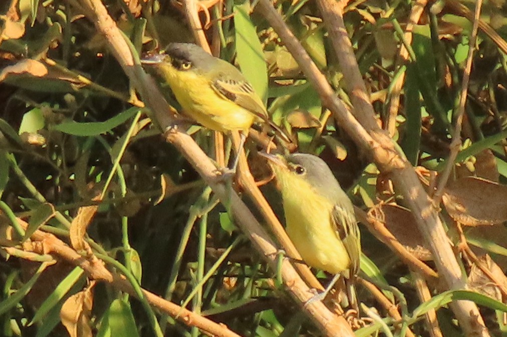 Common Tody-Flycatcher - ML642389670