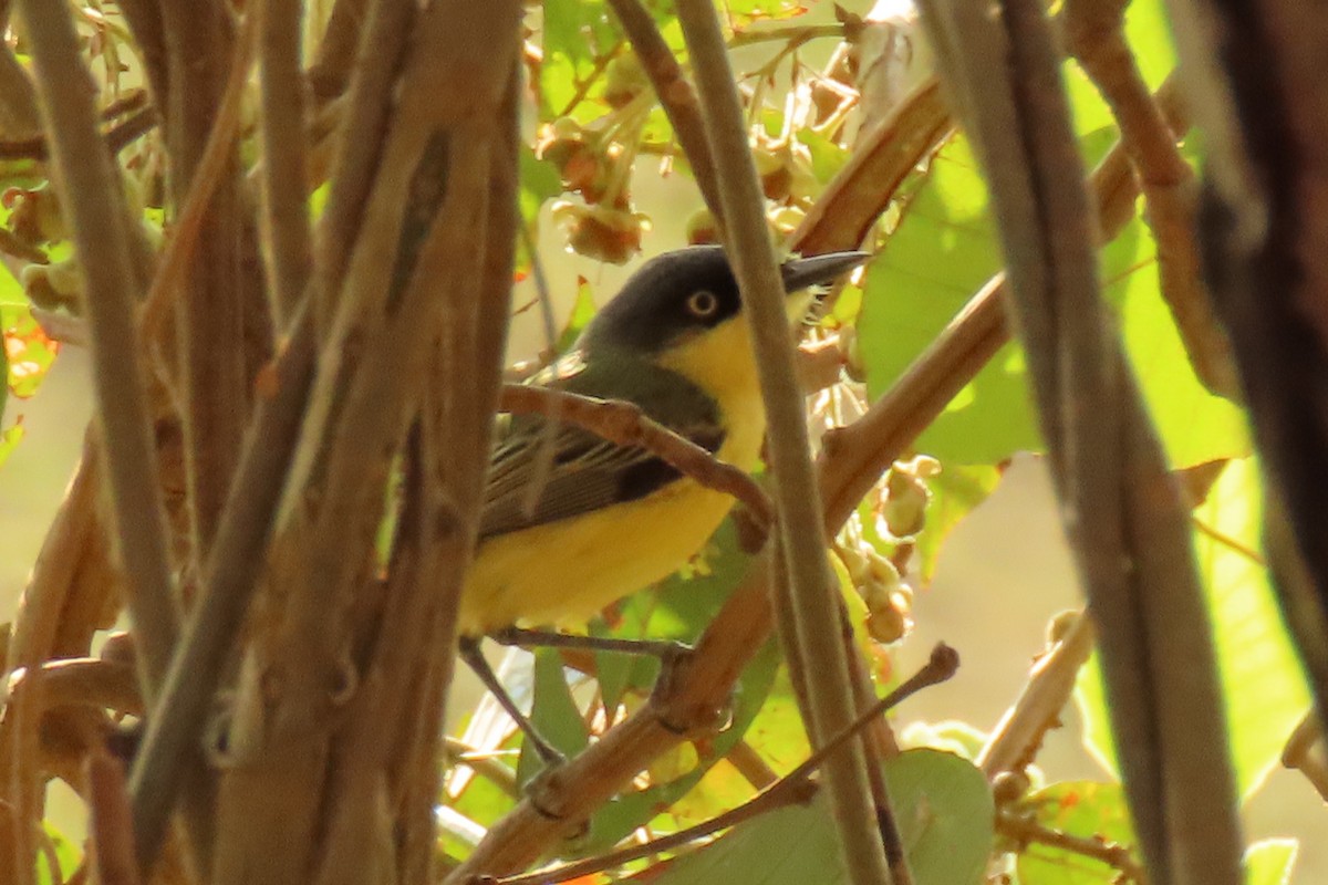Common Tody-Flycatcher - ML642389671