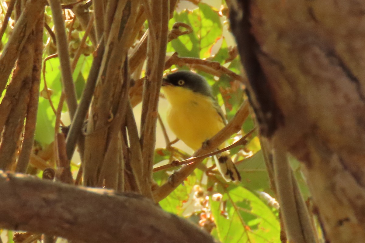 Common Tody-Flycatcher - ML642389672