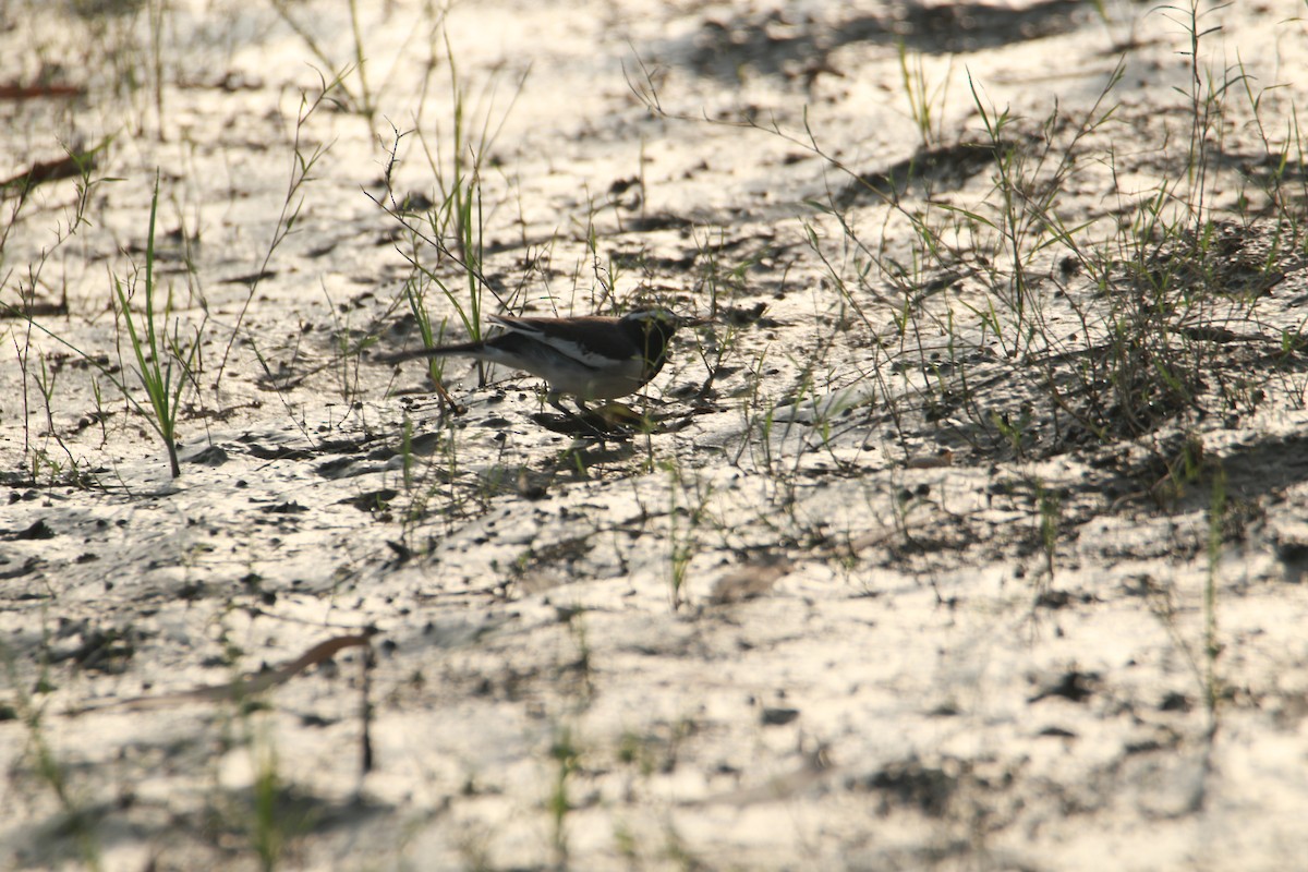 White-browed Wagtail - ML642389673