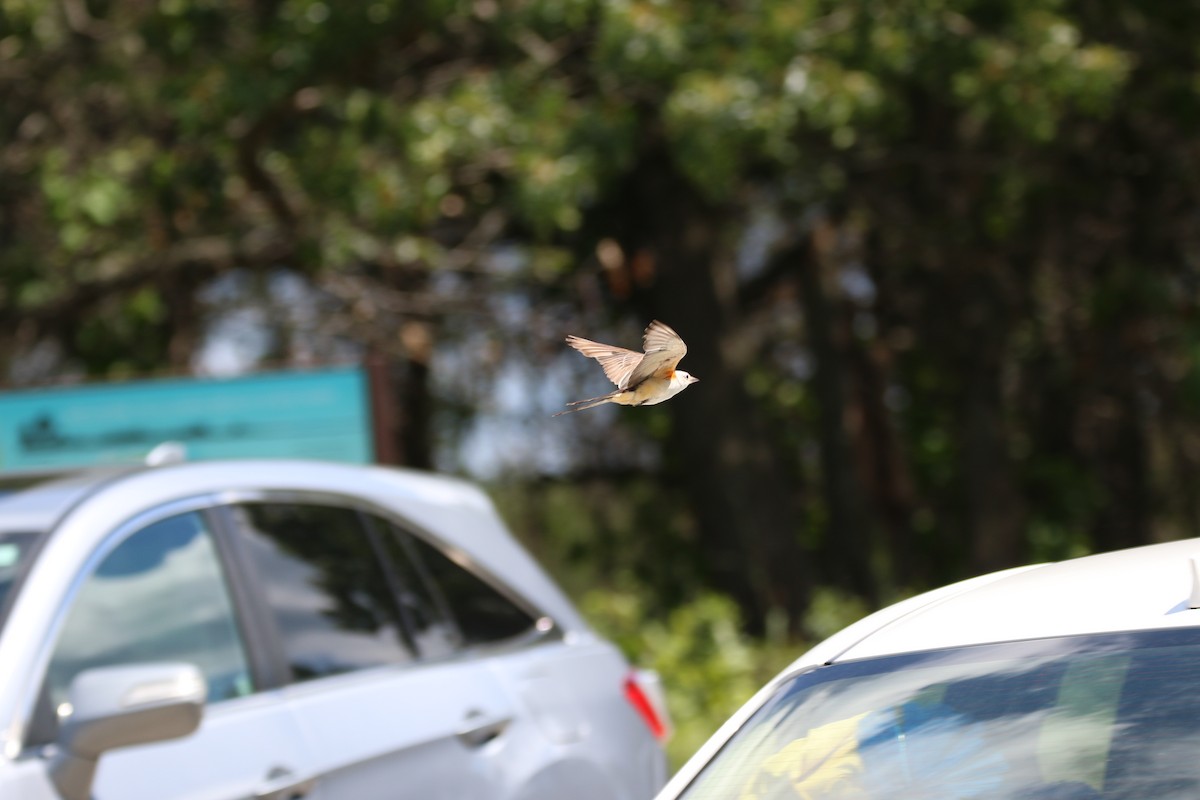 Scissor-tailed Flycatcher - ML642389676