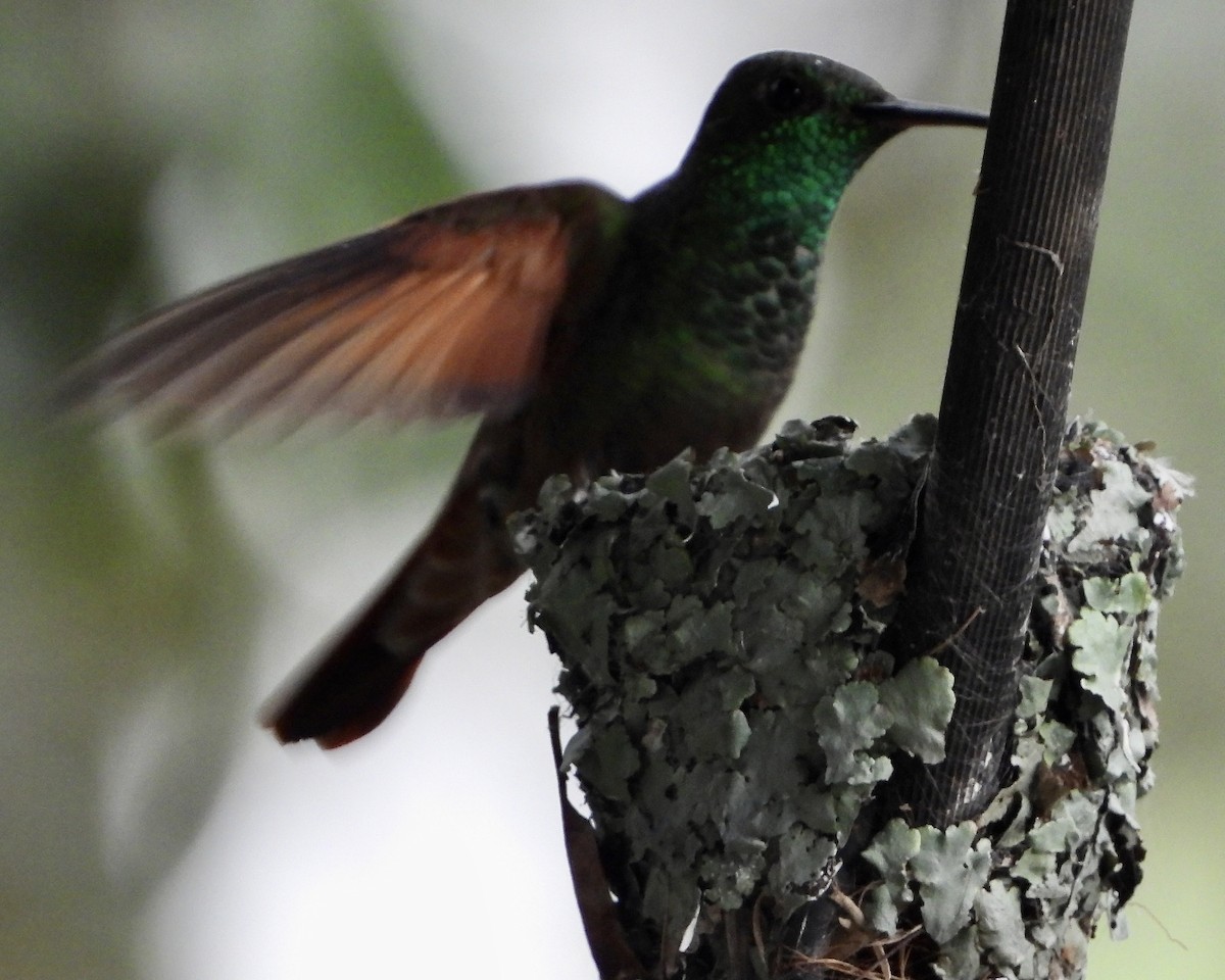 Berylline Hummingbird - ML642389680