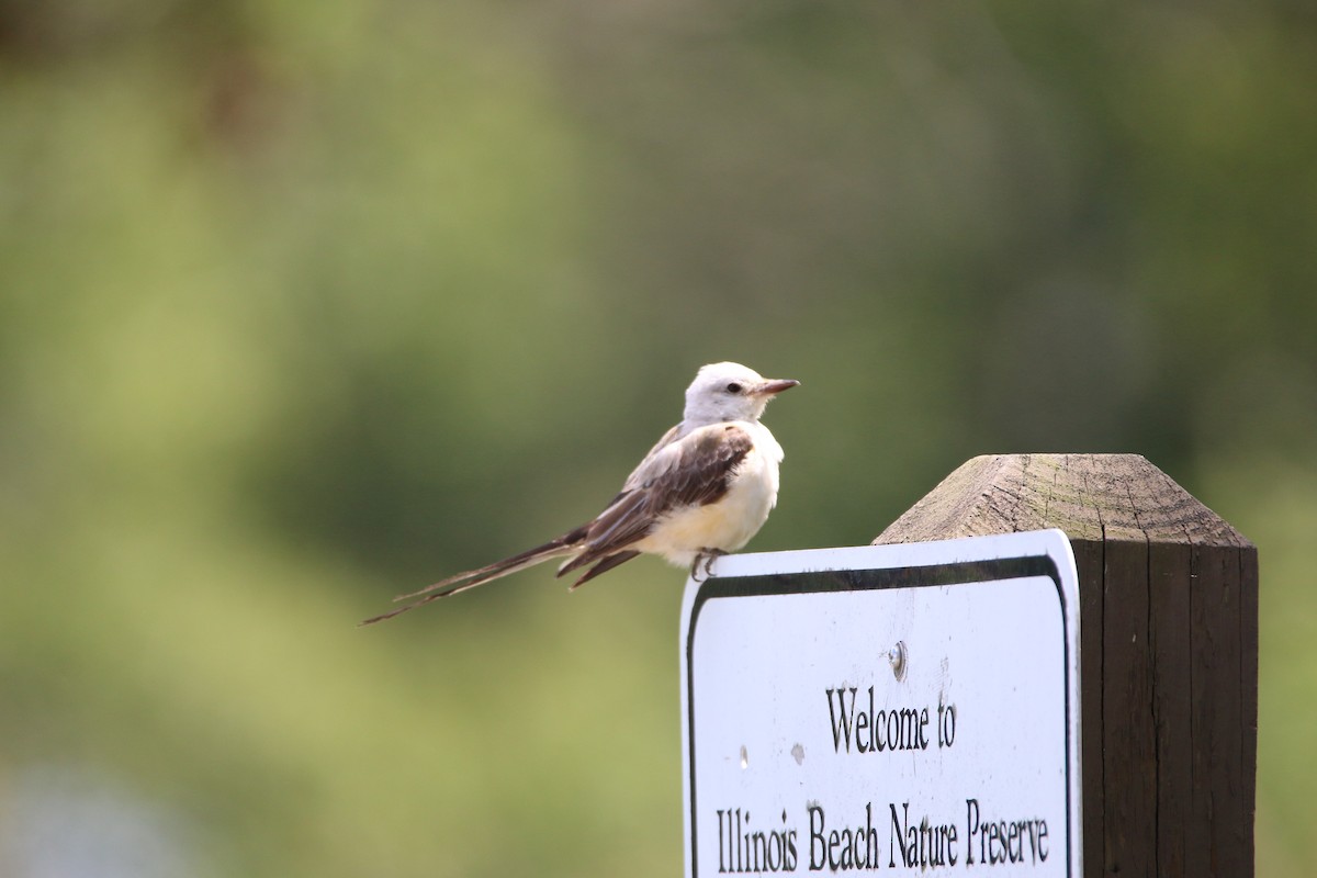 Scissor-tailed Flycatcher - ML642389682