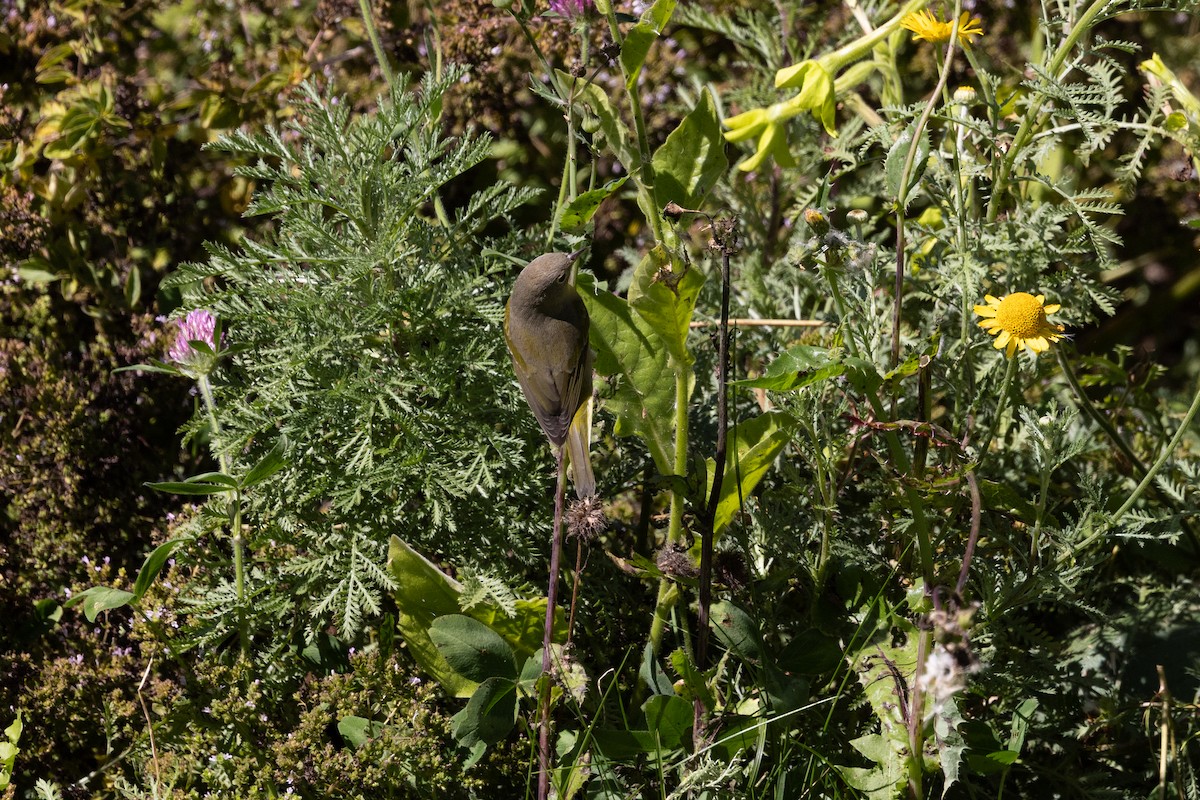 Nashville Warbler - ML642389692