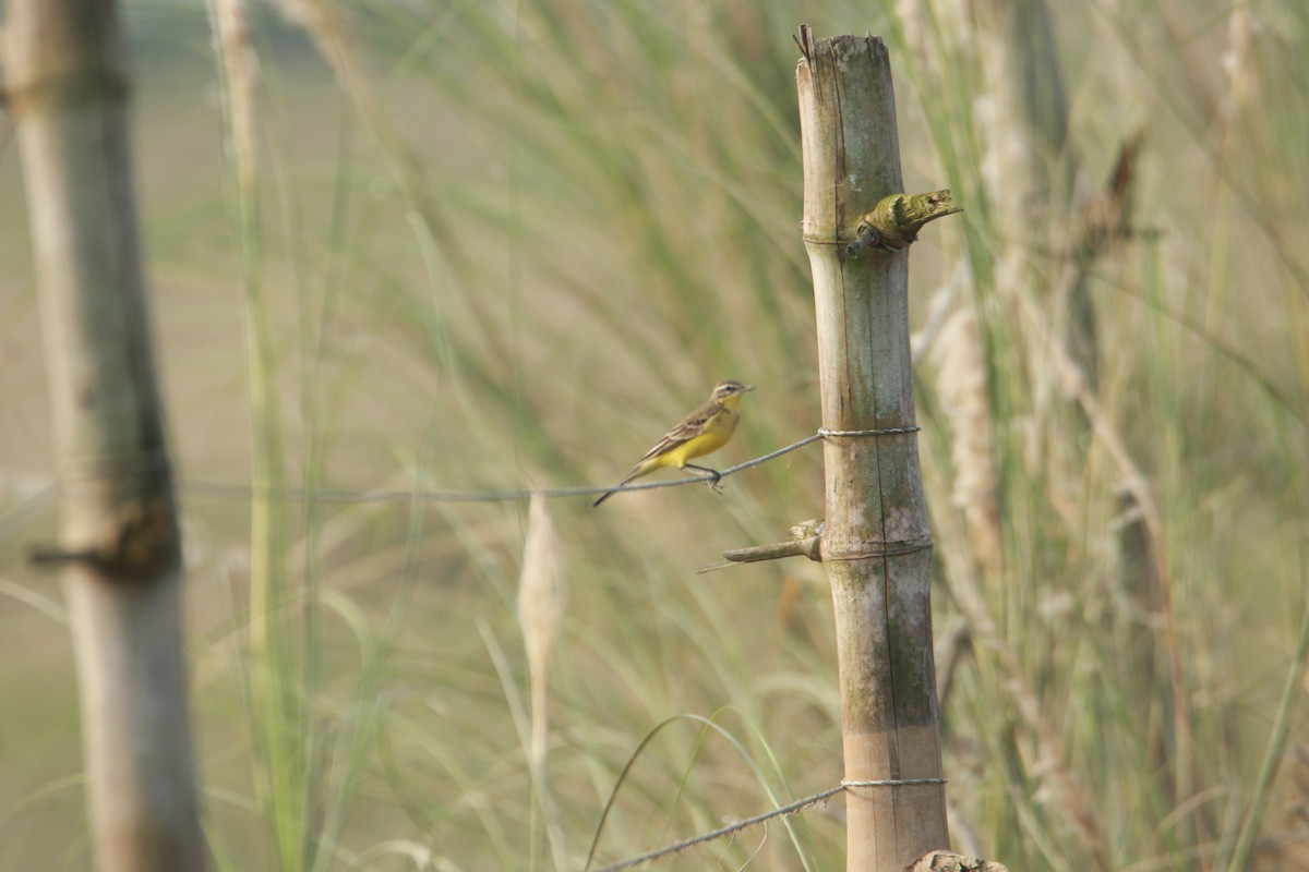 Western Yellow Wagtail - ML642389696