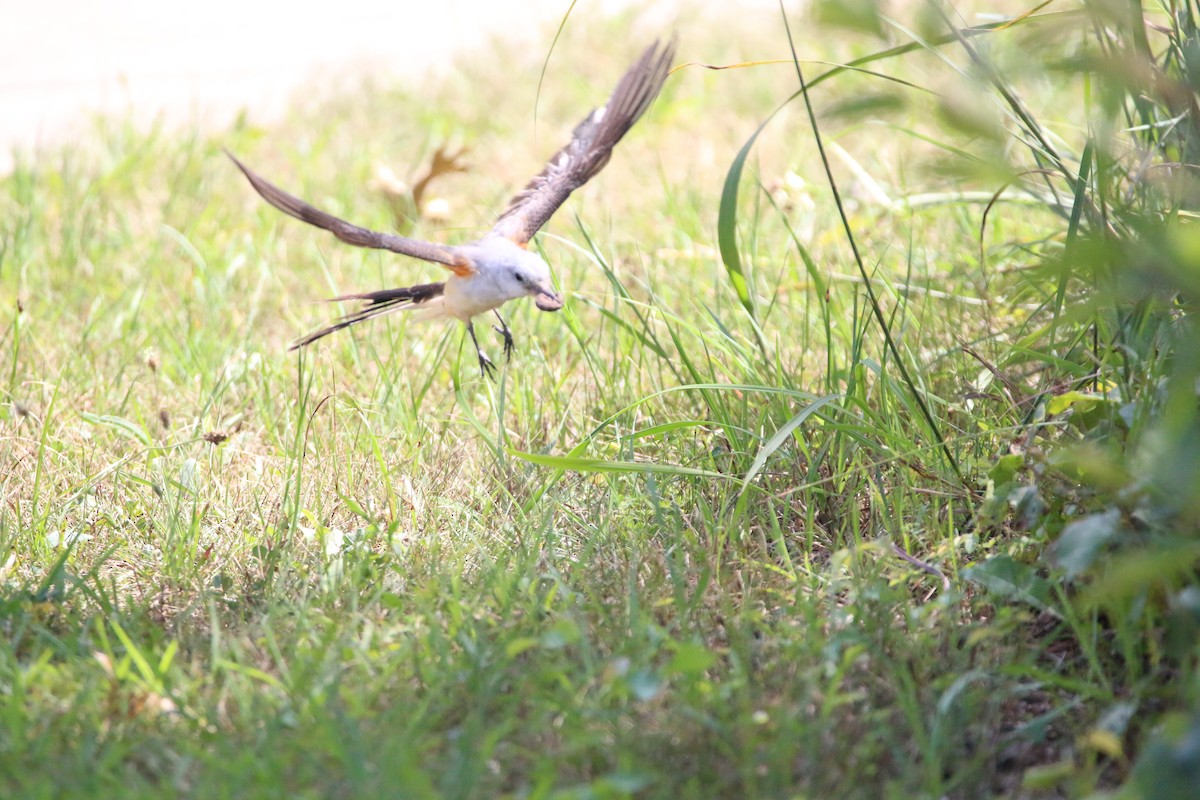 Scissor-tailed Flycatcher - ML642389702