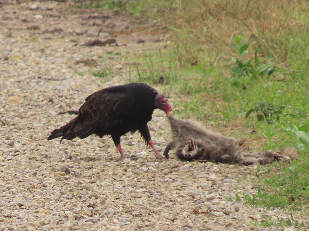 Turkey Vulture - ML642389709