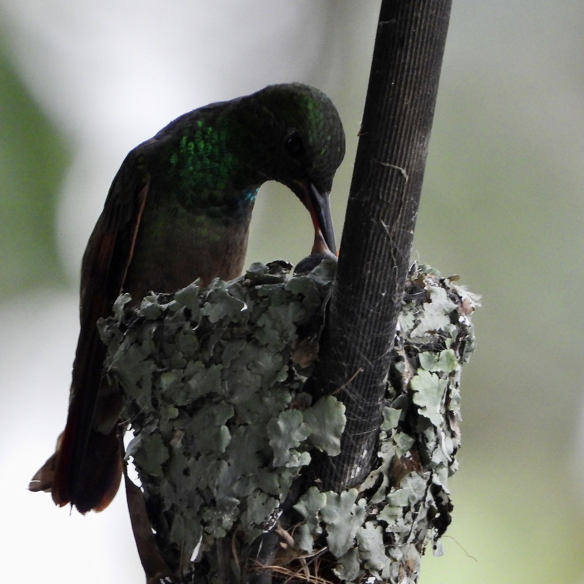 Berylline Hummingbird - ML642389714