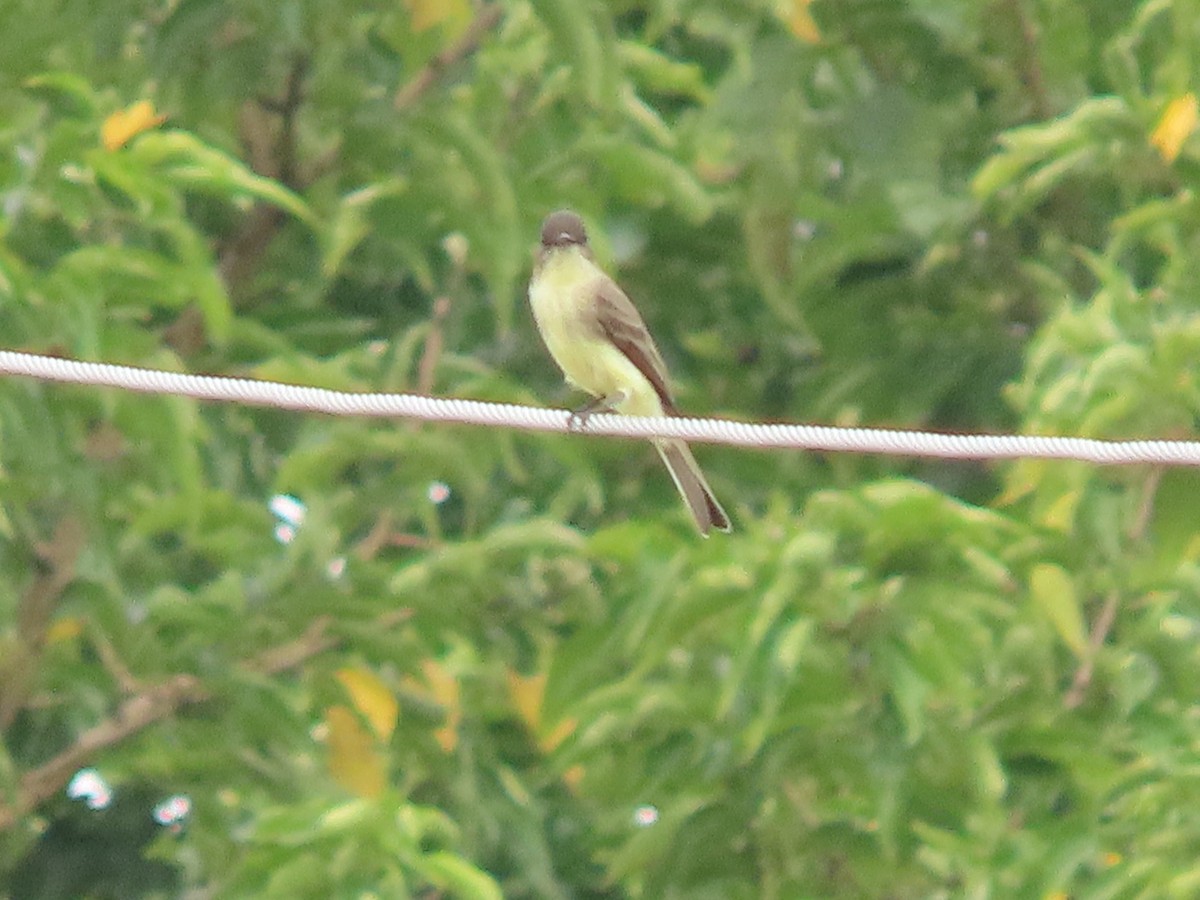 Eastern Phoebe - ML642389717